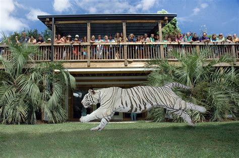 Myrtle beach safari tours - Take a tour at Myrtle Beach safari and spend the day with some of their animals . Swim with baby tigers , Climb on top of an elephant trunk , take photos with monkeys , feed the baby tigers and so much more.